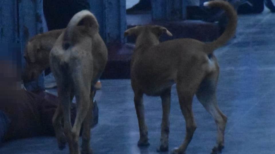 Mcd Will Allocate Rs 35 Crore For Microchipping And Vaccinating Stray Dogs In Delhi