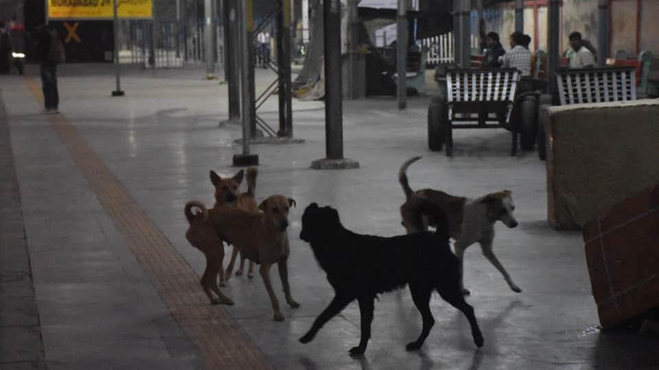 Mcd Will Allocate Rs 35 Crore For Microchipping And Vaccinating Stray Dogs In Delhi