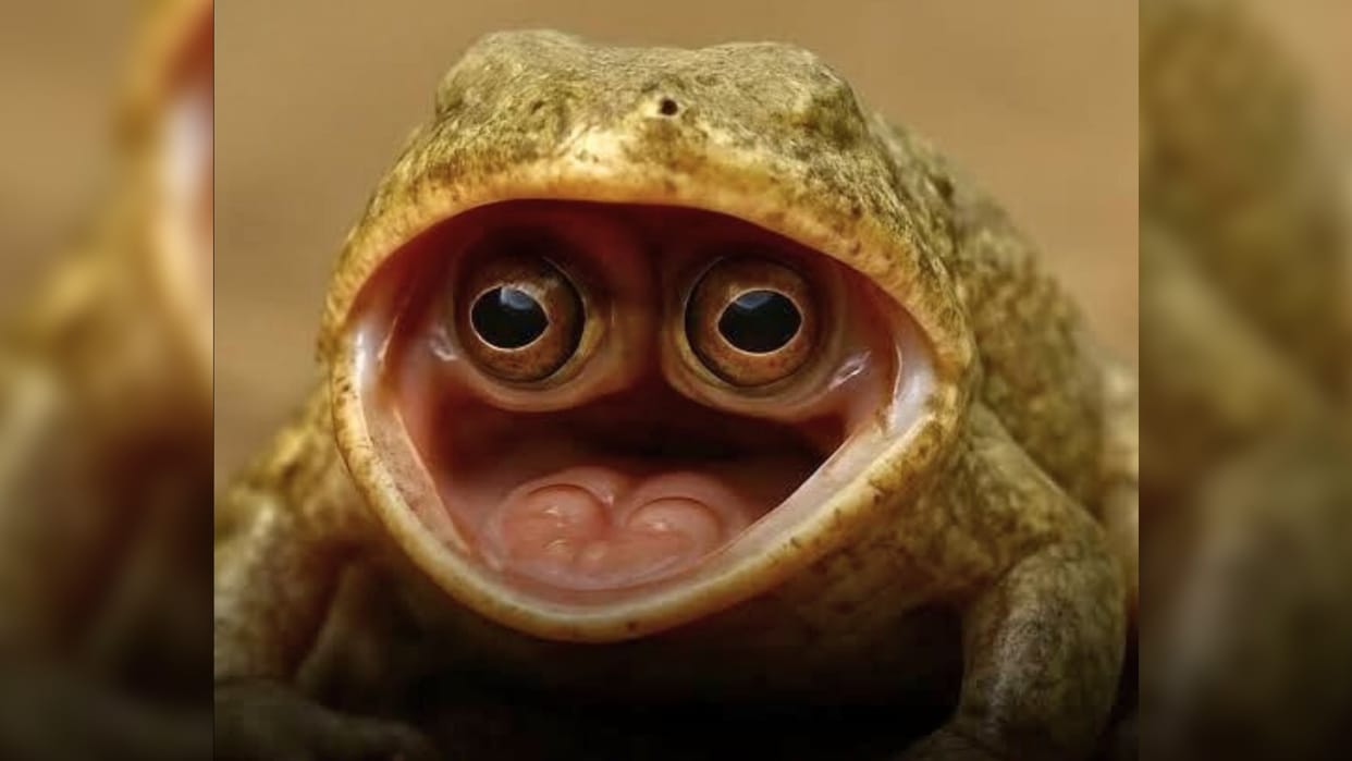 frog found with eyes inside its mouth rare genetic mutation