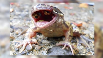frog found with eyes inside its mouth rare genetic mutation