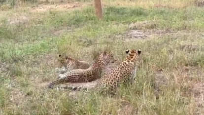 लैपर्ड सफारी में उछलकूद करते तेंदुए के शावक