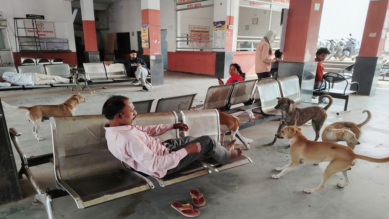Following the Supreme Court order, municipal teams will start dog-catching operations outside schools
