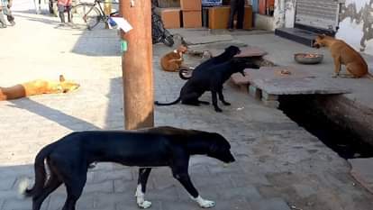 शहर में घूमते कुत्ते