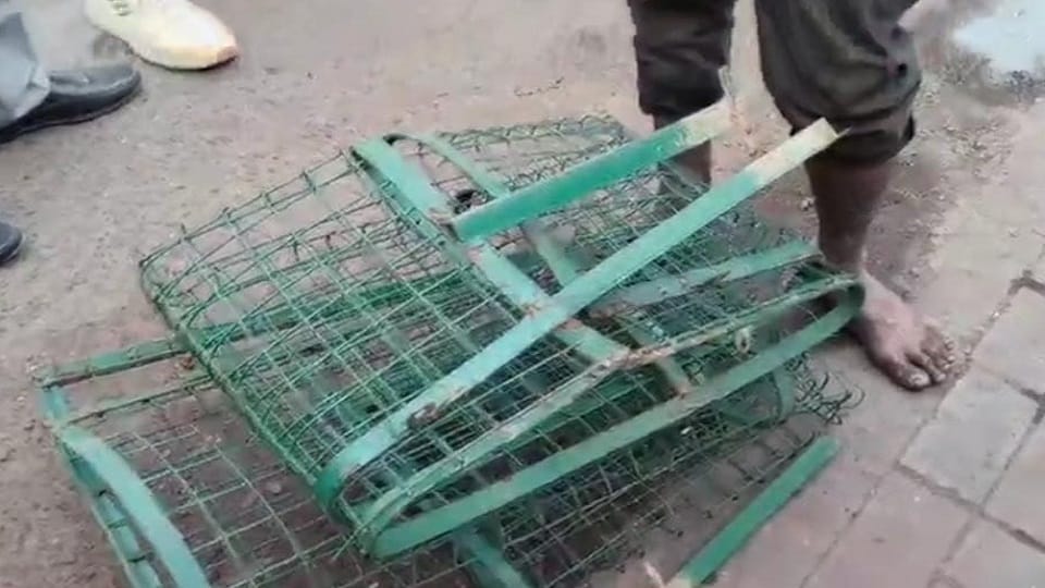 Youth caught stealing tree guard