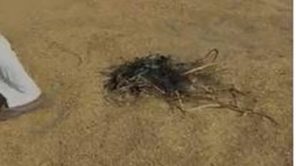Angry farmer sets his crop on fire in kichha