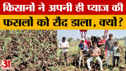 Alwar: प्याज ने किसानों को दिए आंसू, अपनी ही फसल को फिर रौंद डाला, वजह होश उड़ा देगी! Amar Ujala