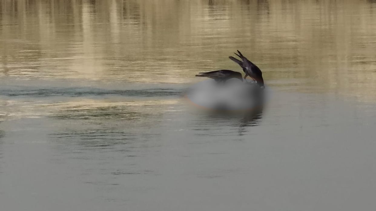 Animal remains found again in Devha river police investigation underway in pilibhit