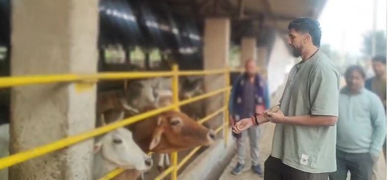 Ishant Sharma and Wife Serve Cows in Barsana