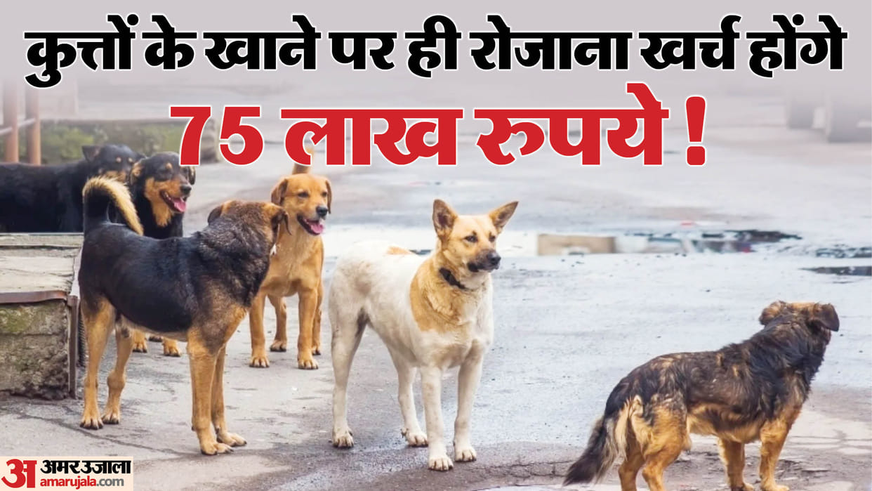30 shelters will have to be built for 1.5 lakh stray dogs.