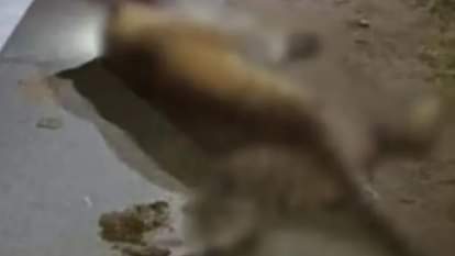 Lalitpur: Leopard dies after being hit by a speeding truck