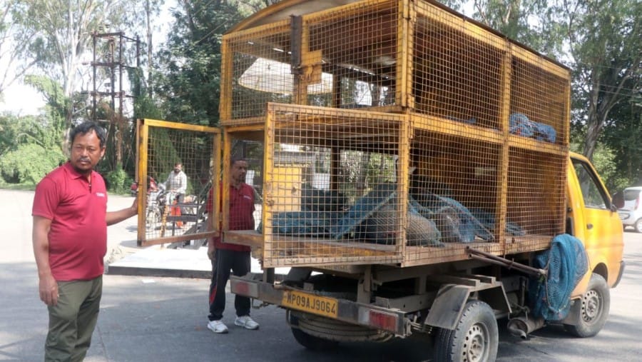 indore news Collector orders crackdown on stray dogs, sets 7-day deadline for road repairs