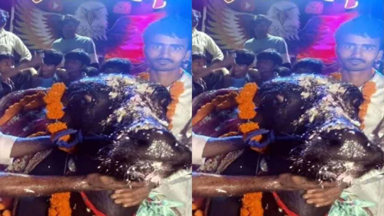 A shower of currency notes fell on a buffalo birthday and the entire village dancing to the DJ tune