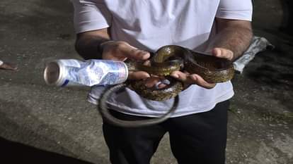 Rat snake trapped in a cold drink can RCRS team rescues snake releases it into the wild in Korba