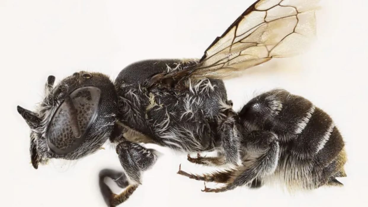 Bees with 'devil-like horns' found in wildflowers by Australian researcher