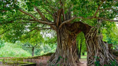 Pilgrims in Mathura will get big relief, 2777 trees will be cut for construction of corridor and expressway li