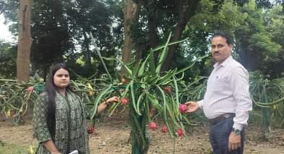 Kanpur Kanpuria dragon fruit is bigger and tastier thanks to CSA scientists success with organic farming.