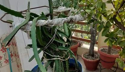 Kanpur Kanpuria dragon fruit is bigger and tastier thanks to CSA scientists success with organic farming.