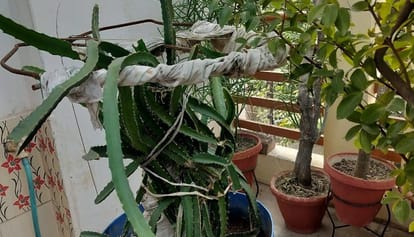 Kanpur Kanpuria dragon fruit is bigger and tastier thanks to CSA scientists success with organic farming.