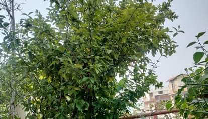 Kanpur Kanpuria dragon fruit is bigger and tastier thanks to CSA scientists success with organic farming.