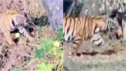 Umaria News: Tiger Creates Panic in Chansura Village, Kills Two Cattle and Stays Nearby, Rescue Underway