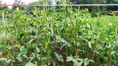Scientists of Nauni University have developed a new variety of ladyfinger Solan Adhiraj
