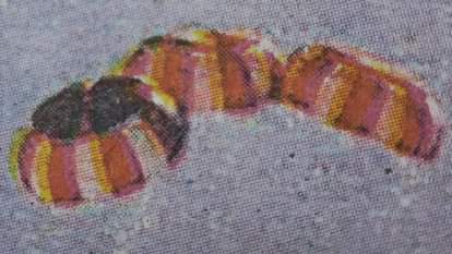 Successful parachute airdrop test after three years: Babina range chosen as safe military exercise area