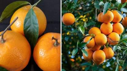 Himachal Kinnow will be sold for 12 rupees Malta orange and Galgal for 10 rupees