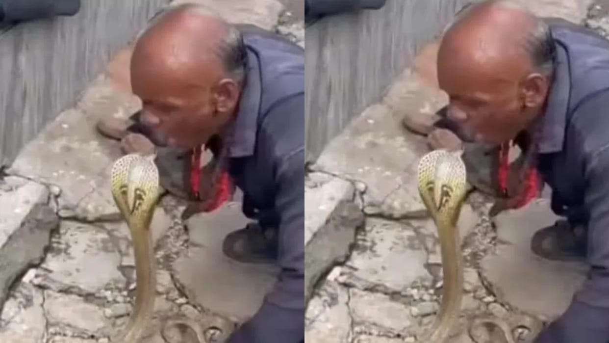 Uncle seen lip locking a venomous king cobra then suddenly something happened that left everyone stunned