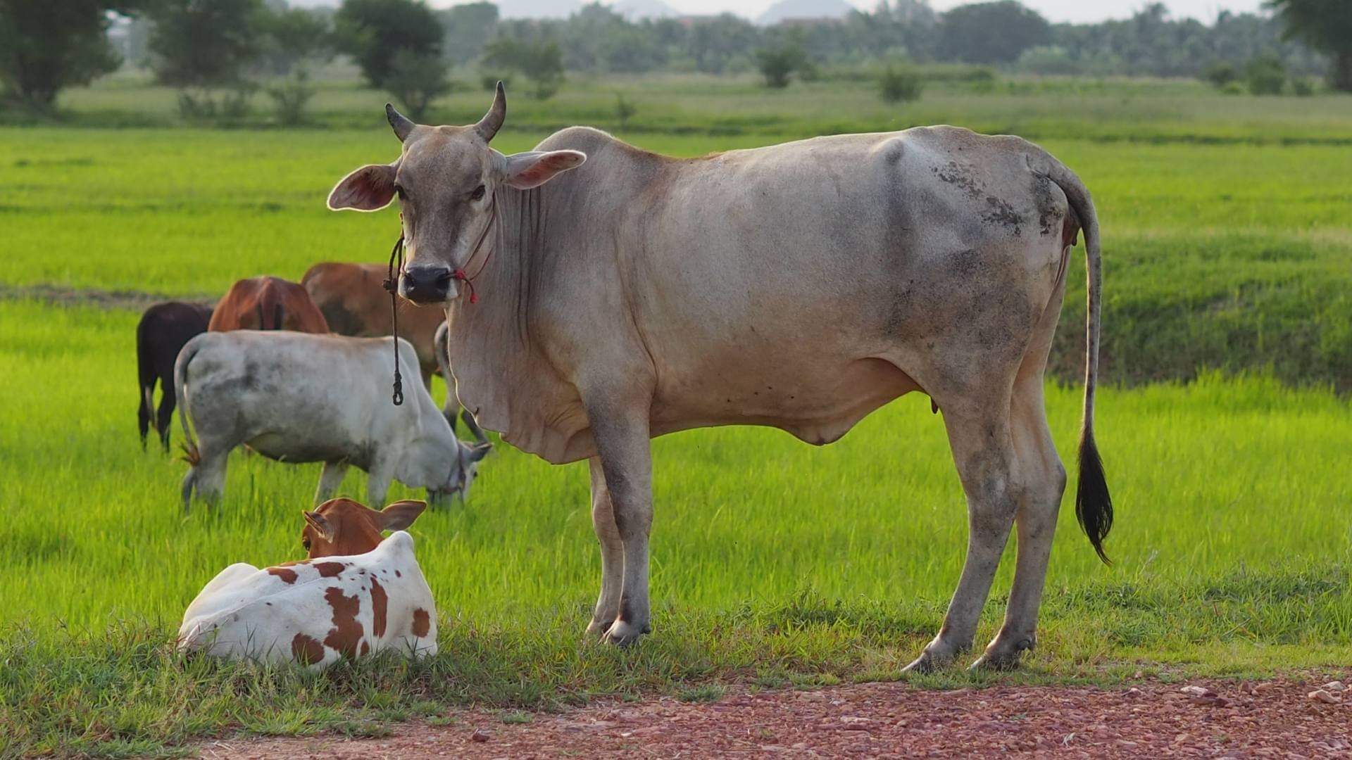 Astro Remedies For Quick Marriage Delay in Marriage Upay in Hindi