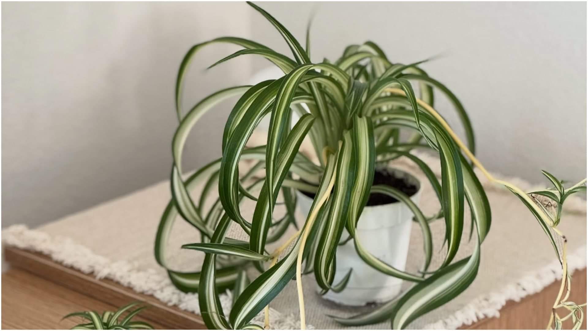 Delhi Pollution 2025 Gardening Tips Best Air Purifying Plants For Home in Hindi Disprj