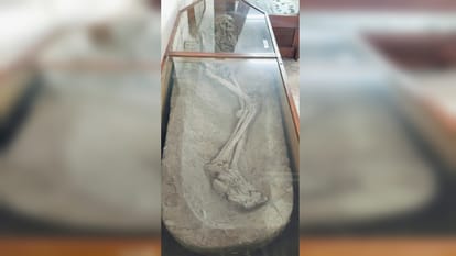 Skeletons and stones reveal development of human civilization, museum Department of Ancient History