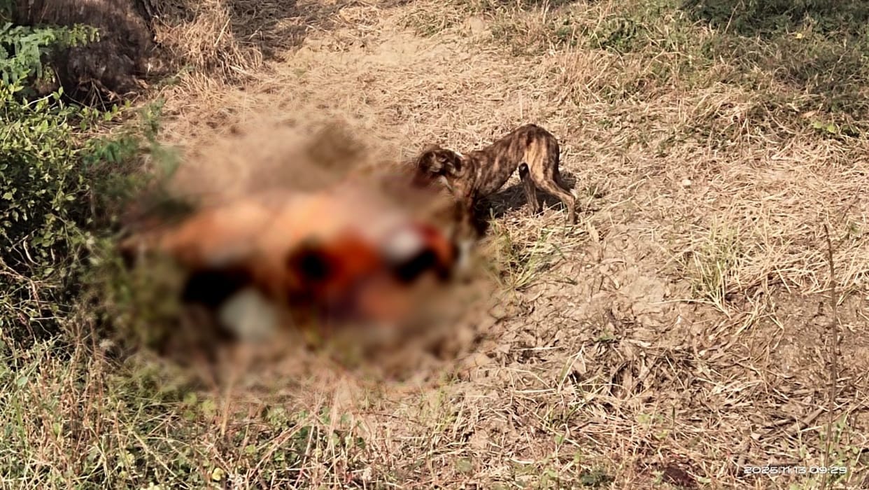 Hamirpur Womans body found naked in field dogs tearing at her body police suspect accident