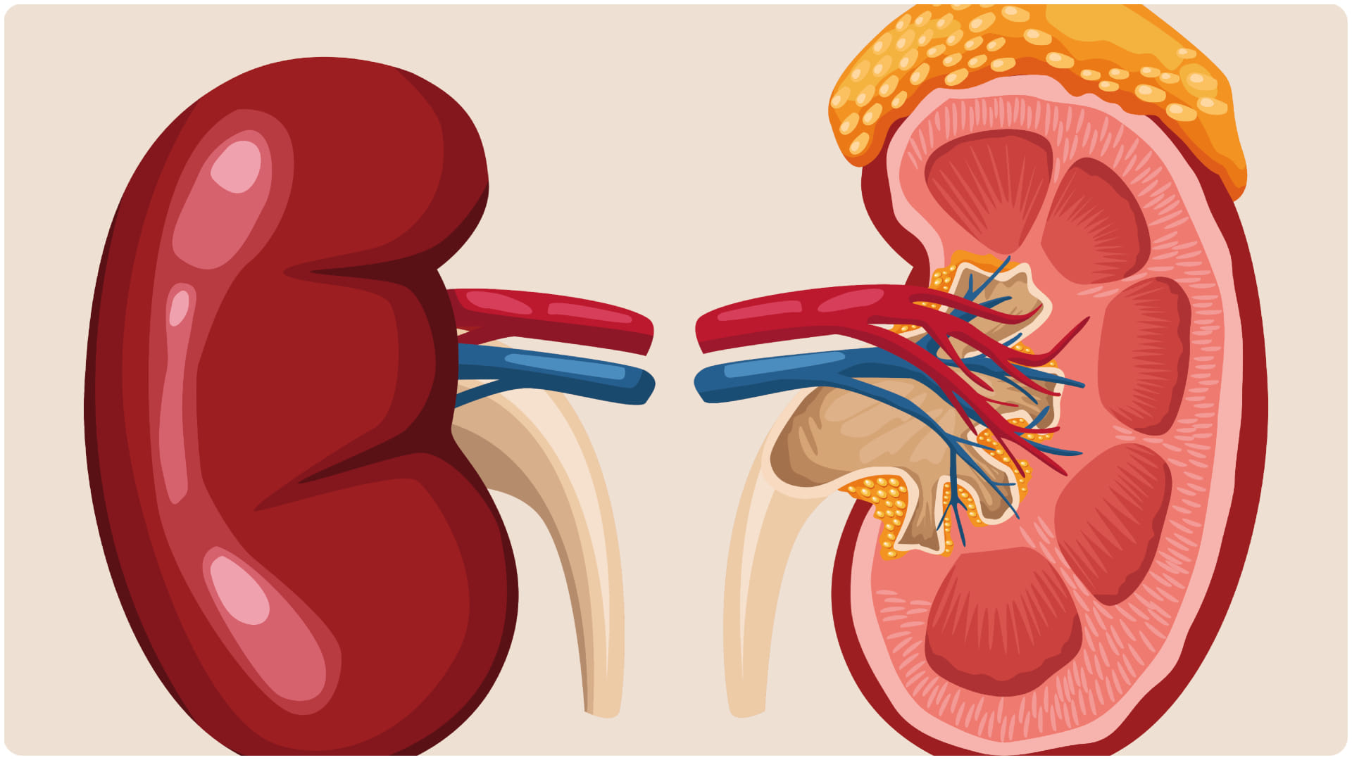 Kidney Function Test use When Should You Go for Your Kft test Understanding the report