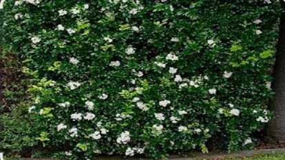 Madhukamini Plant: A Natural Remedy for Stress Relief and Better Digestion