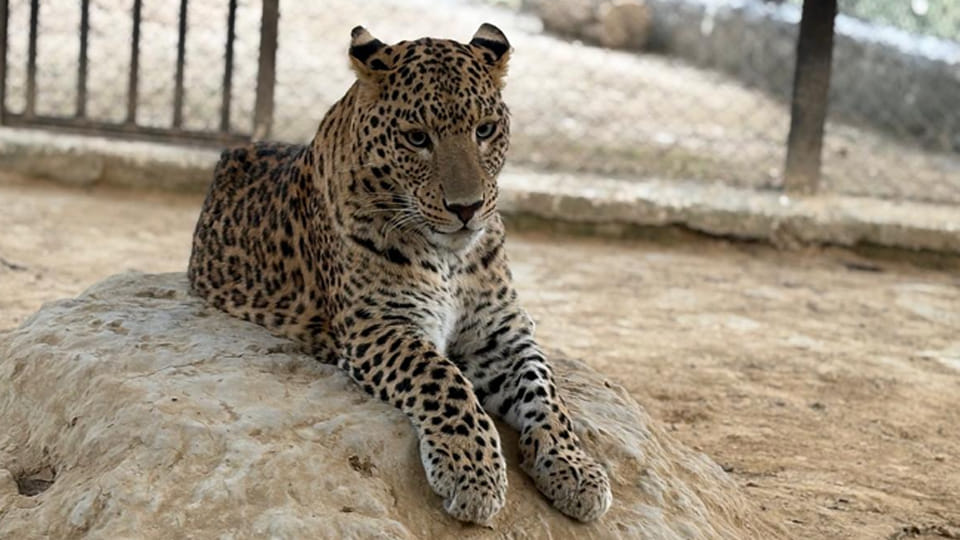 bravery 11-year-old Palghar student becomes hero saves himself from a leopard attack school bag life shield