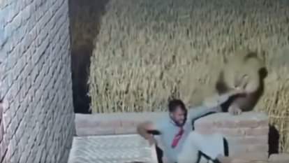A man was sleeping on a cot at night when a lion suddenly grabbed him and dragged him away AI Video goes Viral