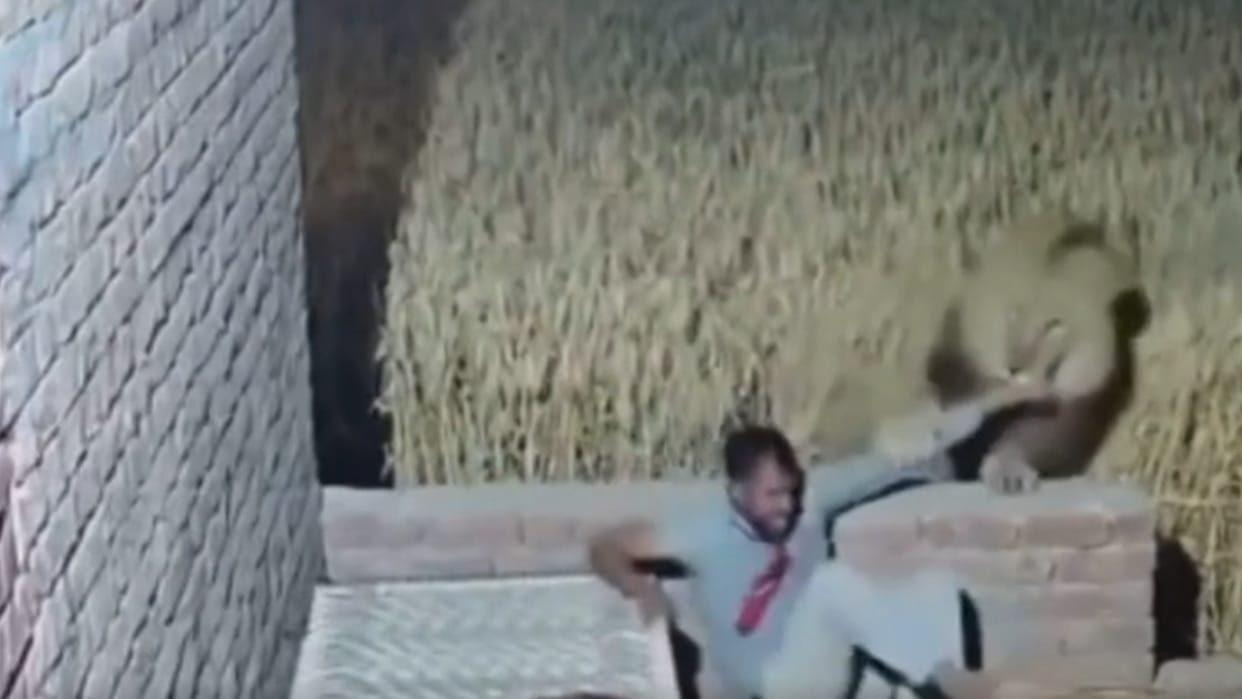 A man was sleeping on a cot at night when a lion suddenly grabbed him and dragged him away AI Video goes Viral