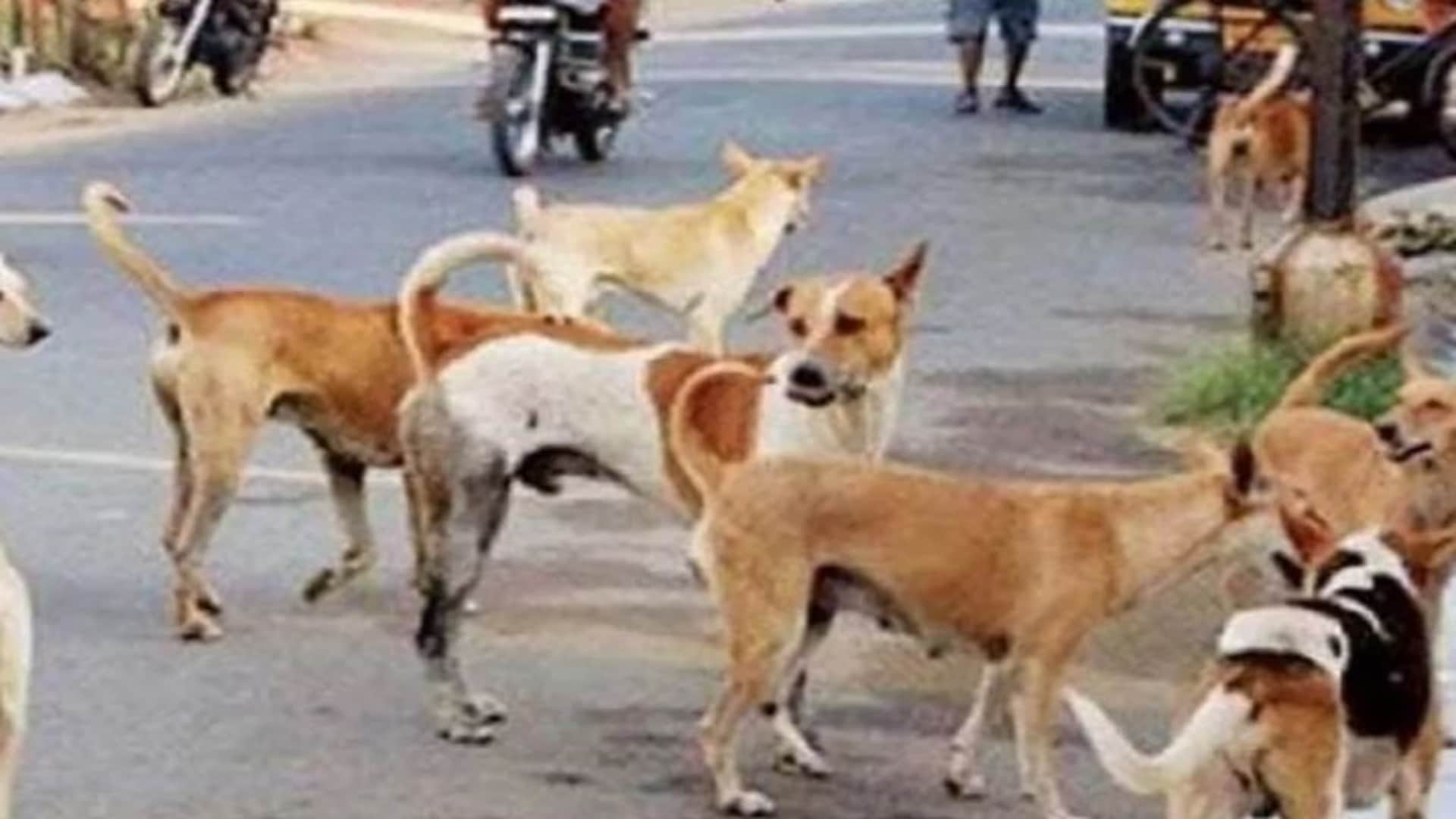 आवारा कुत्तों का आतंक