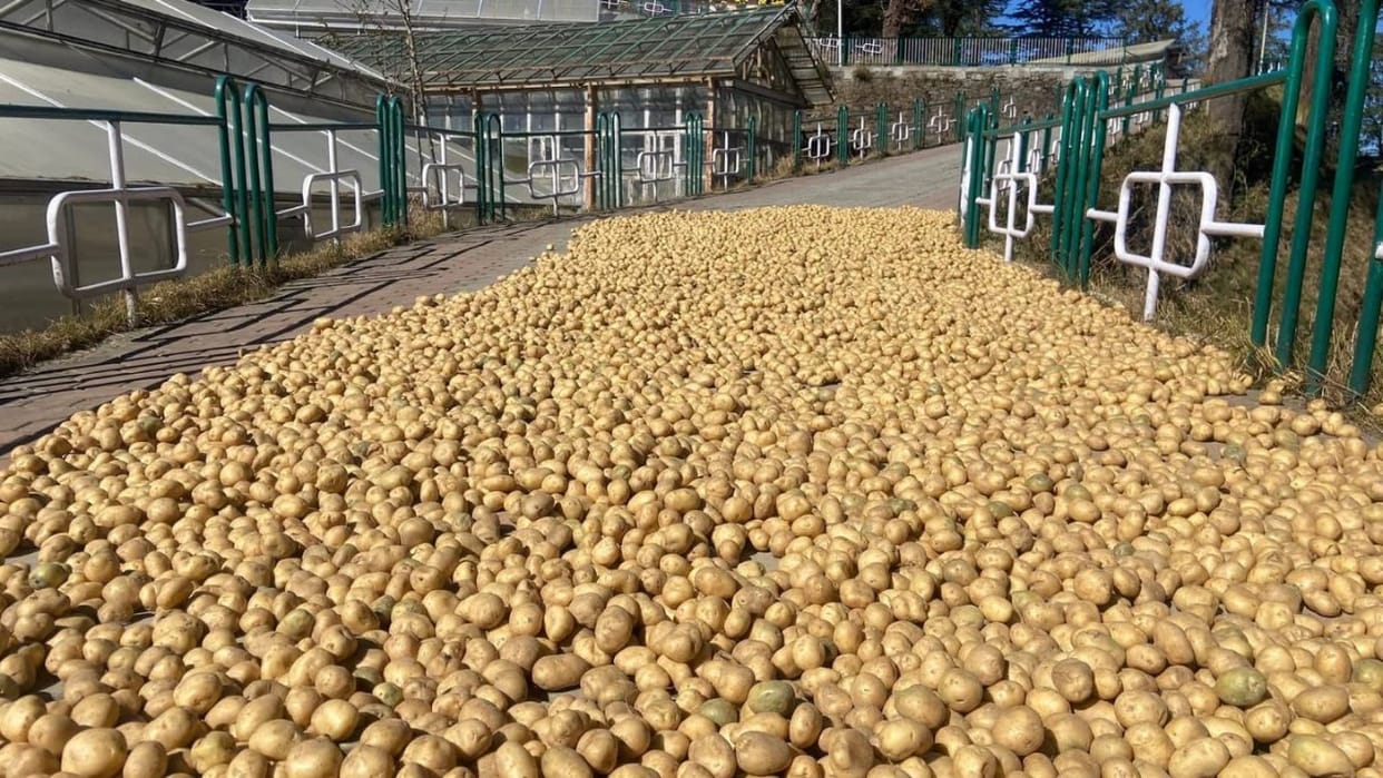 CPRI Shimla: High tech potato seeds to ensure abundant yields even amidst changing weather conditions.