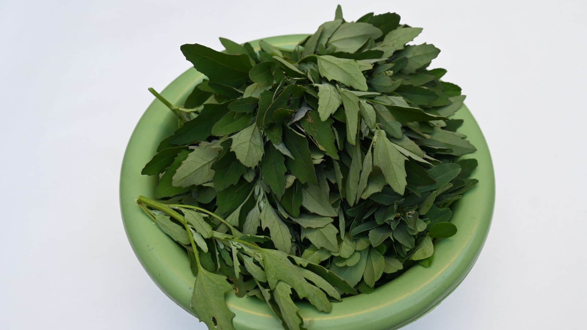 Health Tips: Mustard Bathua or Spinach Which Leafy Green is Healthier Doctor Explained