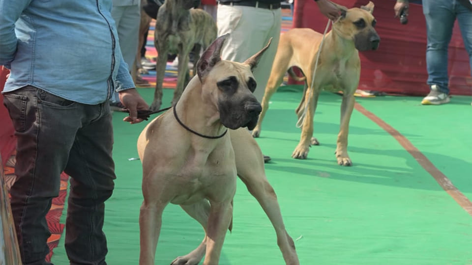 Kanpur: Dogs walked the ramp at the All India All Breeds Championship Dog Show in Motijheel