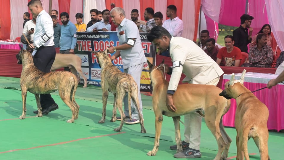Kanpur: Dogs walked the ramp at the All India All Breeds Championship Dog Show in Motijheel