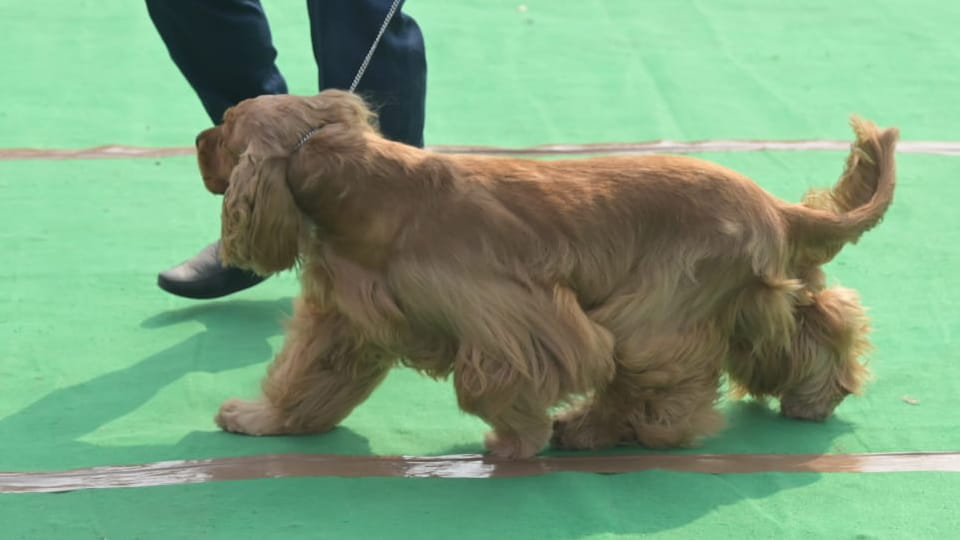 Kanpur: Dogs walked the ramp at the All India All Breeds Championship Dog Show in Motijheel