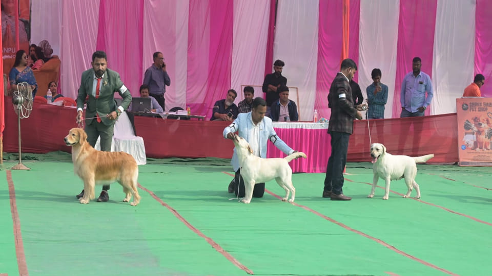 Kanpur: Dogs walked the ramp at the All India All Breeds Championship Dog Show in Motijheel