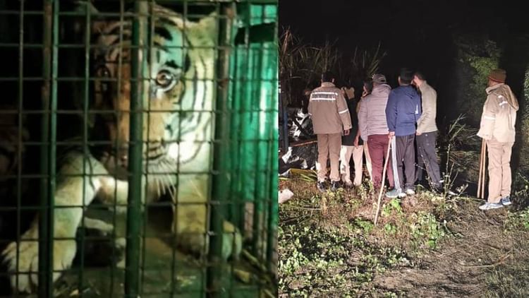 Rajasthan Tiger News: रणथंभौर के बाघों का नया ठिकाना बनेगा मुकुंदरा ;एक और टाइगर शिफ्ट करने की तैयारी