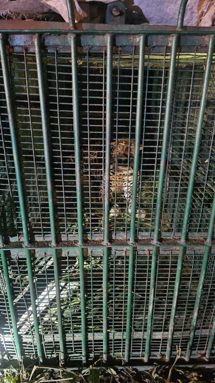 Sitapur: A leopard from the Maholi region, synonymous with terror, has been captured, and the forest departmen