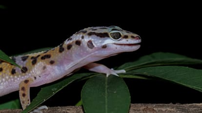 ZSI scientists discover new Gecko species in Andhra Pradesh