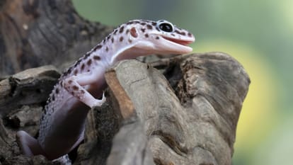 ZSI scientists discover new Gecko species in Andhra Pradesh