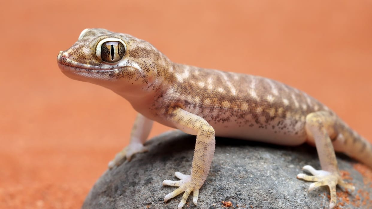 ZSI scientists discover new Gecko species in Andhra Pradesh