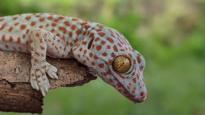 ZSI scientists discover new Gecko species in Andhra Pradesh